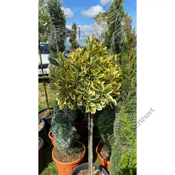 Tarka japán kecskerágó törzses gömb 80-120 cm (Euonymus japonicus Bravo)