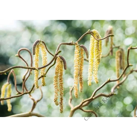 Csavart mogyoró 140 -160 cm- Corylus avellana Contorta