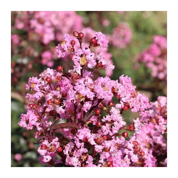 Kínai selyemmirtusz 60-100 cm Rózsaszín virágú (Lagerstroemia indica)