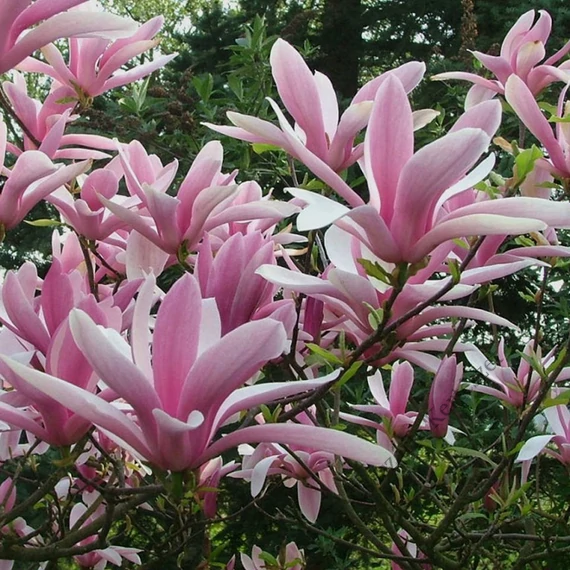 Nagyvirágú liliomfa tulipánfa