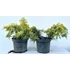 Kép 2/7 - Aranylombú kínai kúszó boróka 20-35 cm (JUNIPERUS CHINENSIS 'GOLD STAR')