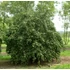Kép 4/4 - Csavart mogyoró 140 -160 cm- Corylus avellana Contorta