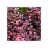 Kép 3/5 - Berberis thunbergii Harlequin