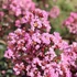 Kép 4/4 - Kínai selyemmirtusz 180-200cm kifejlett bokor (Lagerstroemia indica)