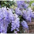 Kép 1/5 - Lilaakác 60-100 cm (WISTERIA CHINENSIS)
