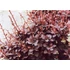 Kép 3/4 - Bordó levelű japán borbolya 20-30cm (Berberis thunbergii Carmen)