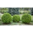 Kép 5/6 - Nyugati törpe gömbtuja 15-20 cm (THUJA Occidentalis Danica)