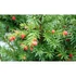 Kép 3/7 - Oszlopos tiszafa 30-40 cm TAXUS MEDIA HICKSII