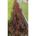 Kép 7/7 - Törpe korallberkenye 30-40 cm (PHOTINIA FRASERI ”LITTLE RED ROBIN”)