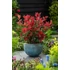 Kép 2/7 - Törpe korallberkenye 30-40 cm (PHOTINIA FRASERI ”LITTLE RED ROBIN”)