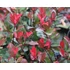 Kép 3/7 - Törpe korallberkenye 30-40 cm (PHOTINIA FRASERI ”LITTLE RED ROBIN”)