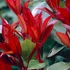 Kép 6/7 - Törpe korallberkenye 30-40 cm (PHOTINIA FRASERI ”LITTLE RED ROBIN”)